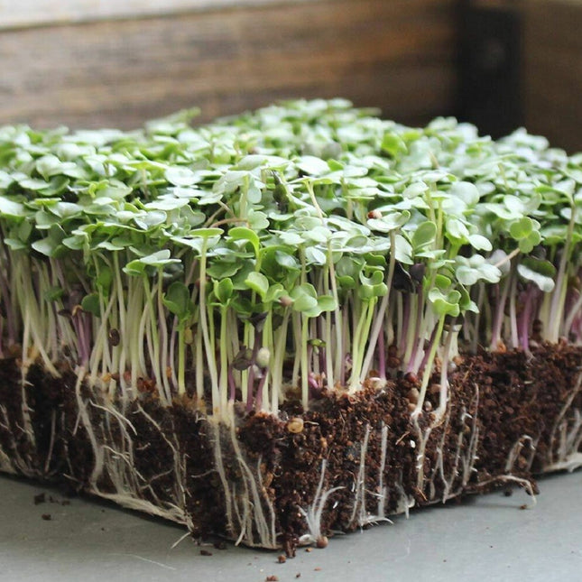 Basic Salad Mix MICROGREEN Seeds | Heirloom | Non-Gmo | Seeds for Sprouting