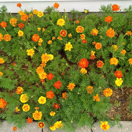Mixed Marigold Flower Seeds, Yellow, Orange & Red, 500 Seeds, Fresh, 2024
