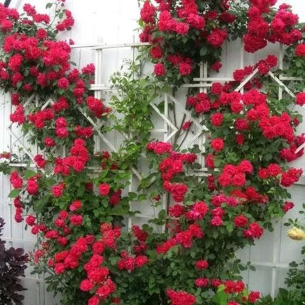 20Pcs Red Climbing Rose Seeds - Rare Non-Gmo Heirloom Variety for Your Garden