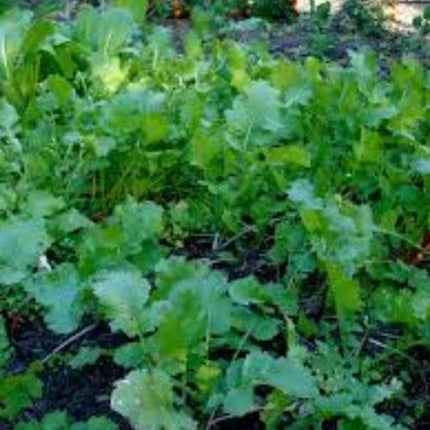 Seven Top Turnip Seed, NON-GMO, Heirloom Turnip Seed, 500 Seeds
