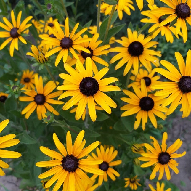 Black Eyed Susan Seeds - Heirloom Perennial Non-Gmo Flower Rudbeckia Seeds