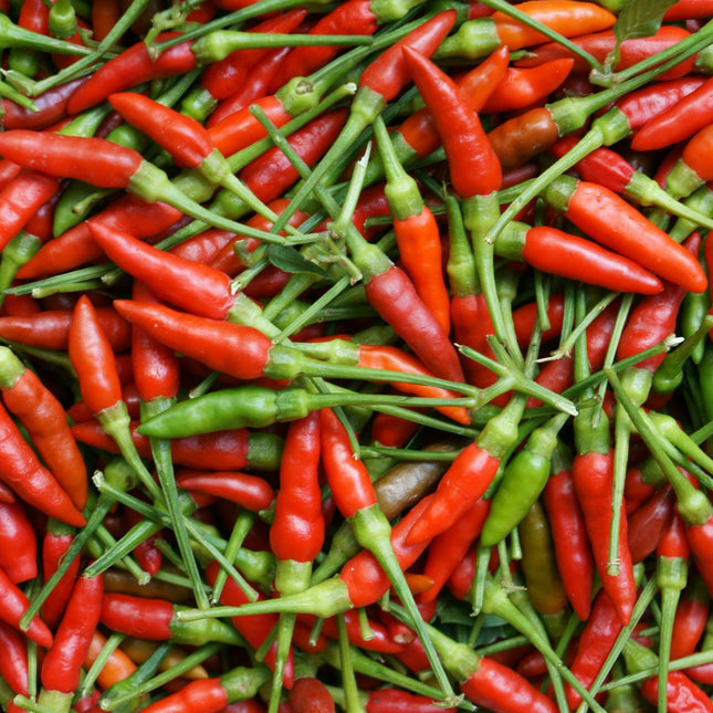 50+ Birdseye Chili Pepper Seeds HOT | Fresh Garden Seeds