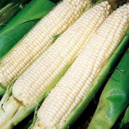 Silver Queen Corn Seed, USA Grown, Untreated Seed, NON GMO, 50 Seeds