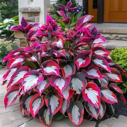 200+ Hosta Seeds Perennial Hosta Seeds for Planting Outdoor Garden Attract