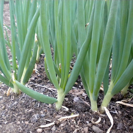 Evergreen White Bunching Onion Seeds, Scallions, NON-GMO, Heirlom, FREE SHIPPING