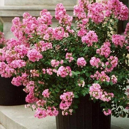 20 EXOTIC CRAPE MYRTLE SEEDS for Garden Flower House Plant Bush USA SELLER USPS