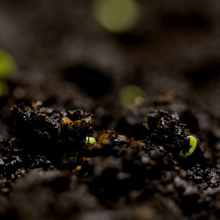 Lisianthus Seeds - 100 Seeds Garden Bloom Flower Seed Flowers Non Gmo Heirloom