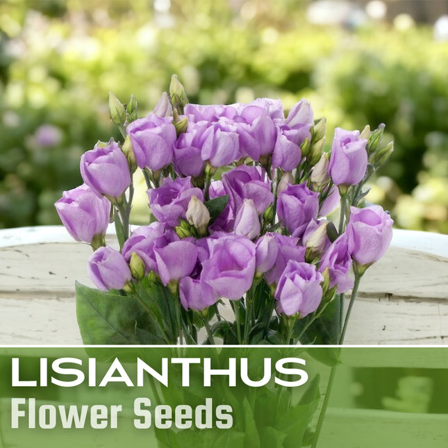 Lisianthus Seeds - 100 Seeds Garden Bloom Flower Seed Flowers Non Gmo Heirloom
