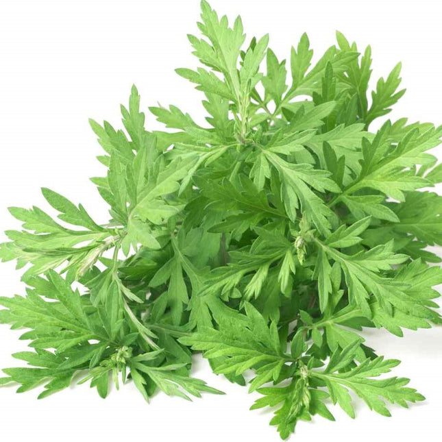 500+Mugwort Seeds(Artemisi