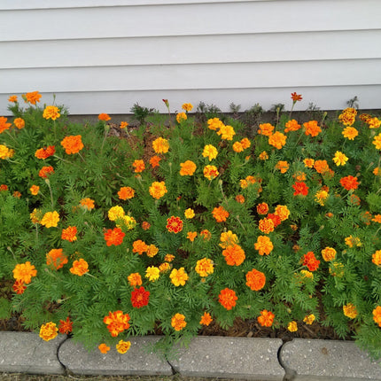 Mixed Marigold Flower Seeds, Yellow, Orange & Red, 500 Seeds, Fresh, 2024