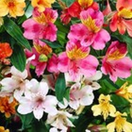 30+ Mixed Alstroemeria Seeds for Planting Outdoors-Peren