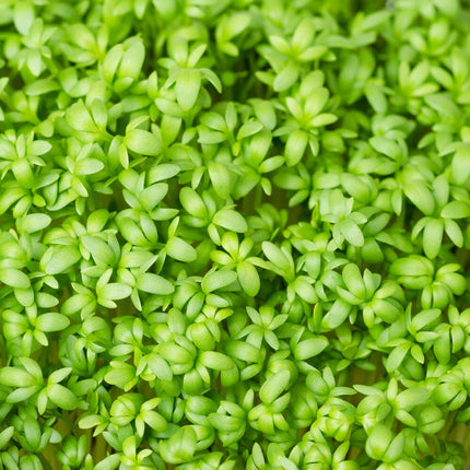 Curled Cress MICROGREEN Seeds | Non-Gmo | Heirloom | Seeds for Sprouting