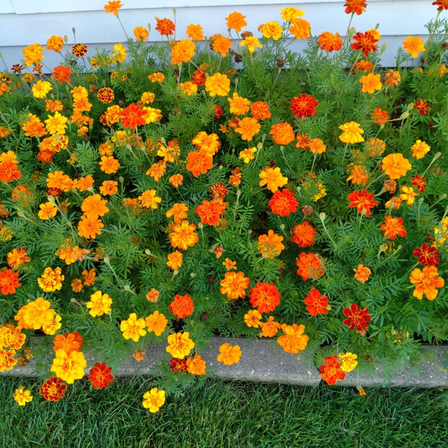 Mixed Marigold Flower Seeds, Yellow, Orange & Red, 500 Seeds, Fresh, 2024