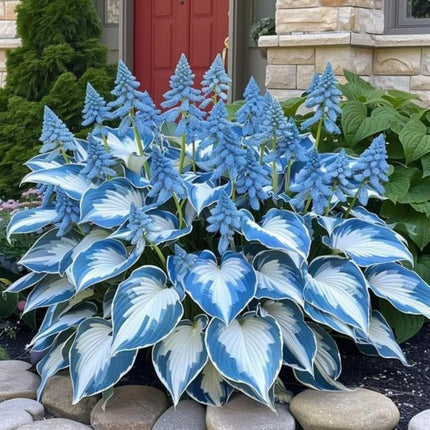 200+ Hosta Seeds Perennial Hosta Seeds for Planting Outdoor Garden Attract