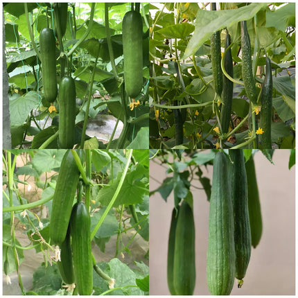 Atlas Vegetable Seeds Survival Garden Kit - over 50,000 Seeds, 29 Varieties