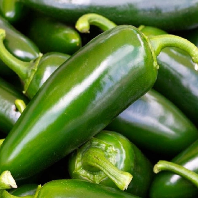 Tam Jalapeno Pepper Seeds | NON-GMO Jalapeno Pepper Seeds | Heirloom Seeds