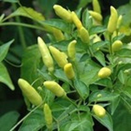 30+Tabasco Hot Pepper Seeds Hot Chili Pepper Made Tabasco Sauce Fresh Garden USA