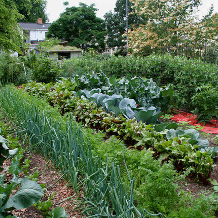 Survival/ Garden Heirloom Seed Cache 300,000+ Seeds, Non - GMO, "55 Varieties"