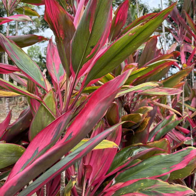 Hawaiian Green/Pink/Red Hybrid Ti Leaf Fresh Cuttings 6Inch Starter Logs X6