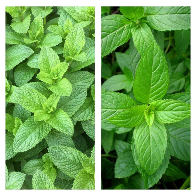 Mixed Mint Seeds 500++ Peppermint + Spearmint Herb NON-GMO Heirloom Vegetable !