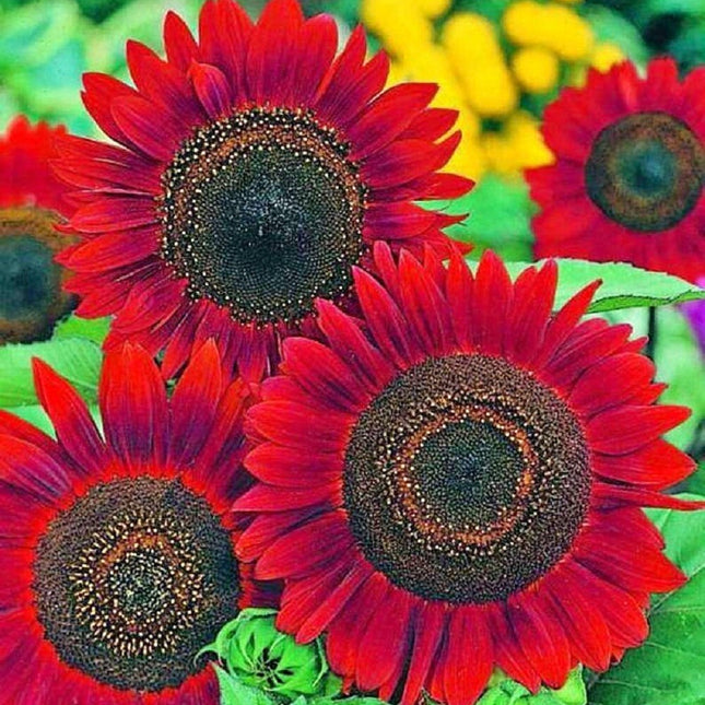 Sunflower Seeds for Planting- Vibrant Red Velvet Queen, Heirloom, Free Shipping!