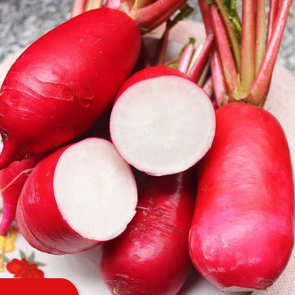 500+China Rose Radish Seeds Red Daikon Winter Radish Microgreens Sprout Seed USA