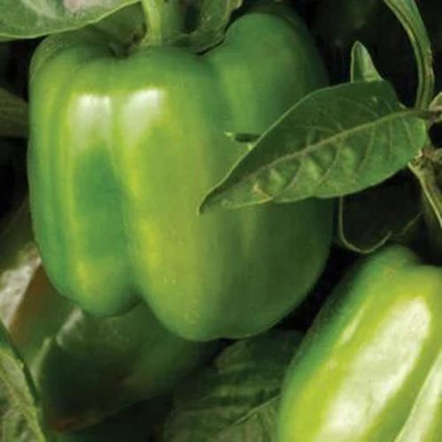 Bell Pepper Seeds, California Wonder Bell Pepper, NON-GMO, Heirloom, 25 Seeds