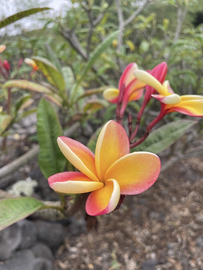 Candy Stripe Original Plumeria Fresh Cutting Double Head 10Inch Unrooted X1