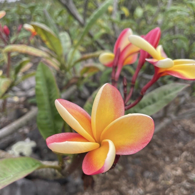 Candy Stripe Original Plumeria Fresh Cutting Double Head 10Inch Unrooted X1