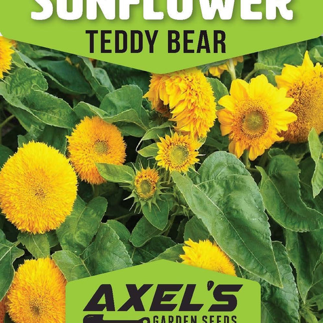 Dwarf Teddy Bear Sunflower Seeds Heirloom Non-Gmo Attracts Pollinators