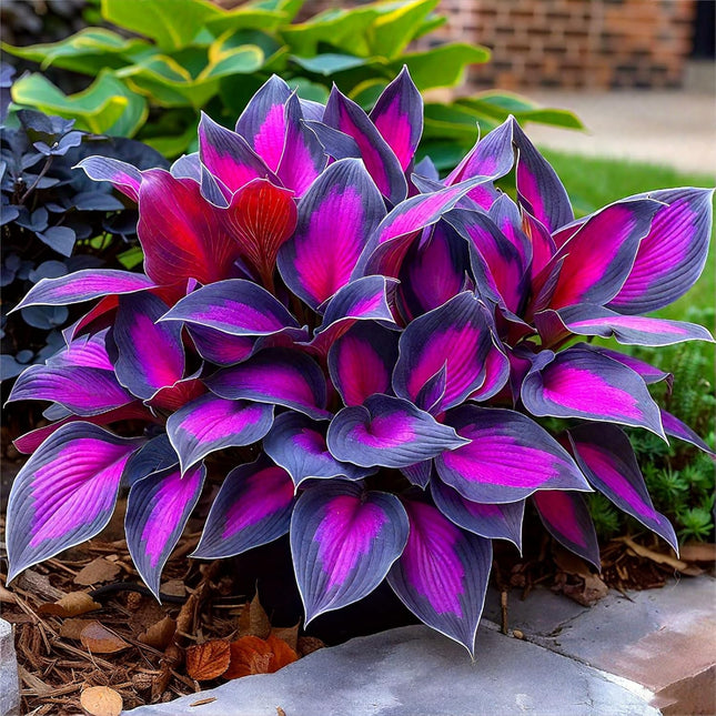 Hosta Seeds - 200 Rare Black Purple Hosta Plants Seeds for Planting Outdoor