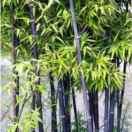50+Black Bamboo Seeds Bamboo Bonsai Garden Home Decoration Cold Resistance USA