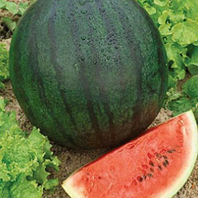 Sugar Baby Watermelon Seeds | Heirloom / Non-Gmo | Free Shipping | 1043