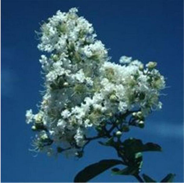 20 EXOTIC CRAPE MYRTLE SEEDS for Garden Flower House Plant Bush USA SELLER USPS