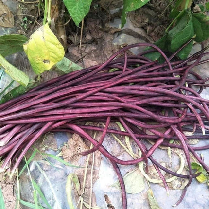 15+ Purple-Red Yard Long Bean Seeds Asian Chinese Noodle Bean String Beans USA