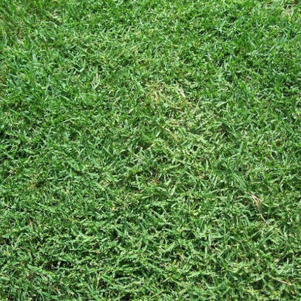 Bermuda Grass Seed, Hulled/ Coated, (5 Lb. Pack), Drought Tolerant Lawn Seed