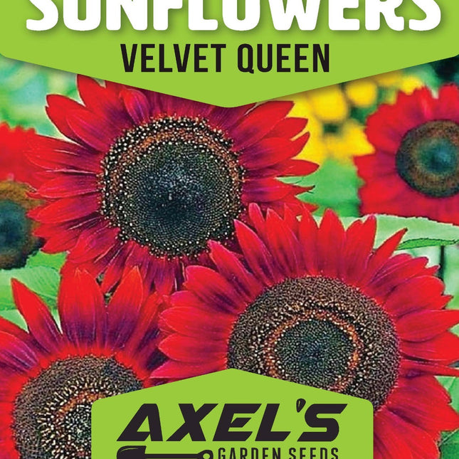 Sunflower Seeds for Planting- Vibrant Red Velvet Queen, Heirloom, Free Shipping!