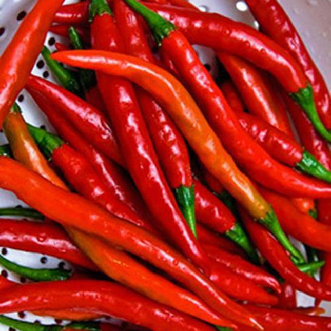 Cayenne Long Red Pepper Seed, 50 Seeds, Cayenne Long Red Thin, NON-GMO, Heirloom
