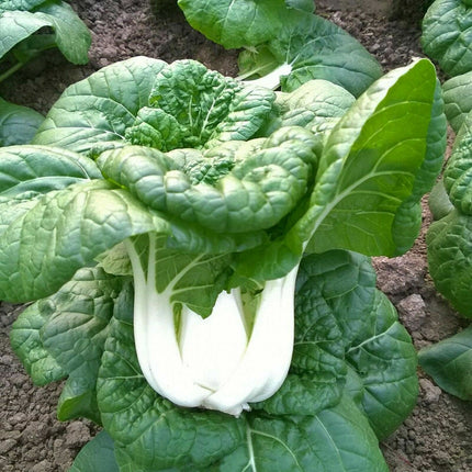 200+ Seeds Canton Pak Choi Chinese Cabbage Bokchoy Napa Cabbage Siu Bok Choy USA