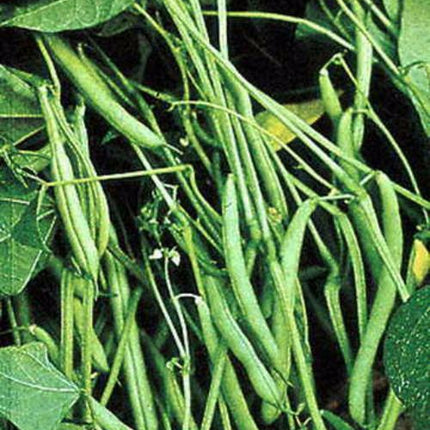 Mountain Half Runner Bean Seed, 1/4 Pound, Heirloom, Non GMO, USA Grown