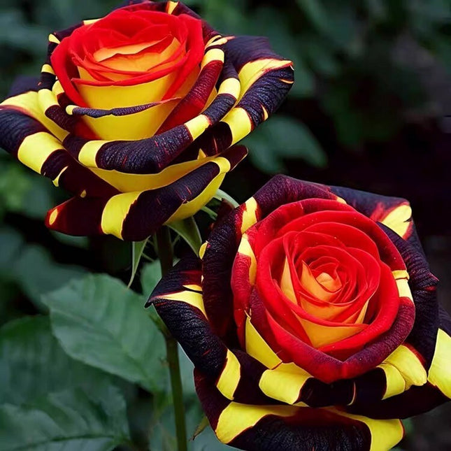 20Pcs Rare Rose 'Firebird' Seeds - Non-Gmo Heirloom Variety