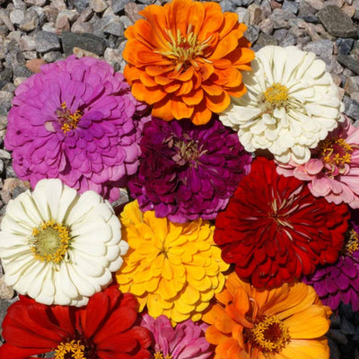 California Giants Mix Zinnia Seeds | Giant 5"+ Flowers in 7 Colors | 1188