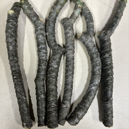 Pink Plumeria Fresh Starter Cutting Single Head 10Inch Unrooted X1