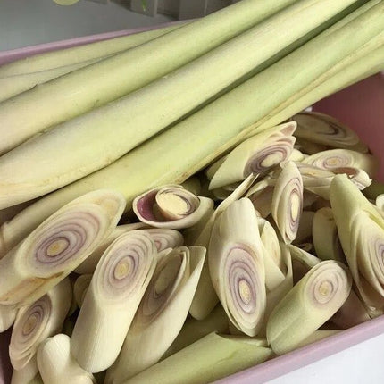 100+Lemongrass Seeds West Indian Culinary Herb Perennial Plant Seeds USA