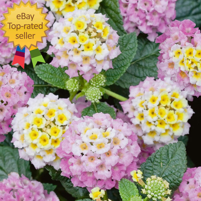 Lantana Flower Seeds for Planting - 300+ Mixed Color Flower Seeds to Plant Great