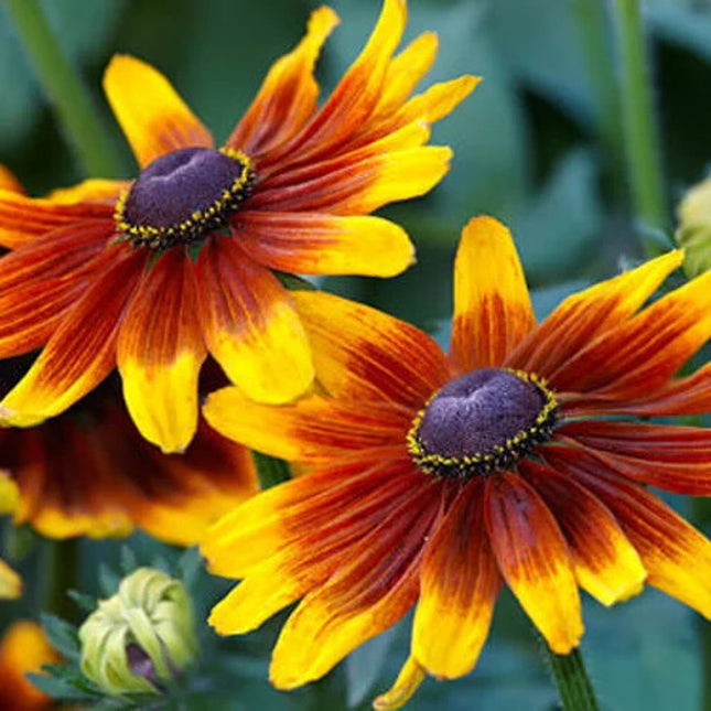 Gloriosa Daisy Seeds | Black Eyed Susan | Rudbeckia Hirta | Flower Seeds | 1180