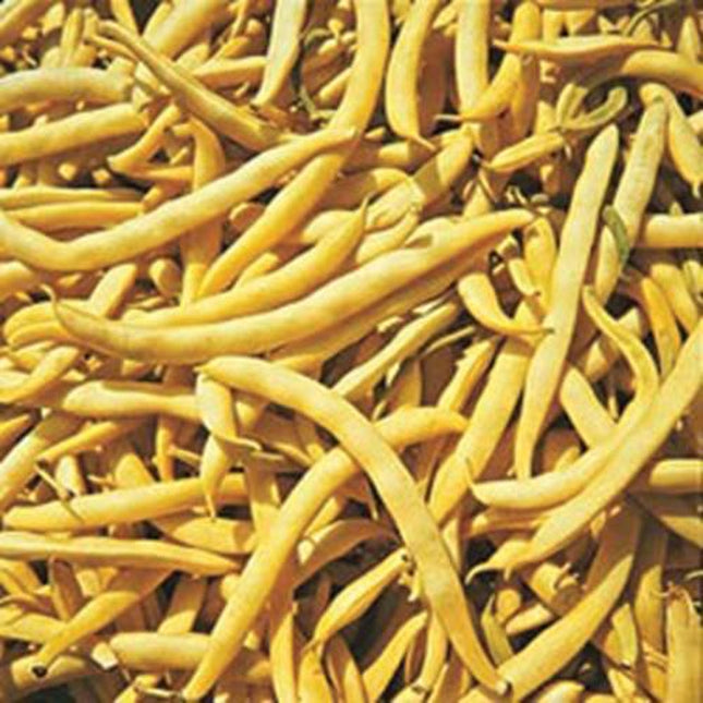 Cherokee Yellow Wax Bush Bean, 1 Oz Pack (60-75 Seeds), NON-GMO, Yellow Wax Bush