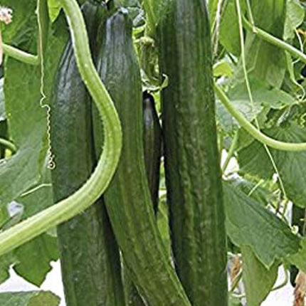 20+Cucumber Seeds Garden Sweet Slice Burpless Hybrid Cucumber USA