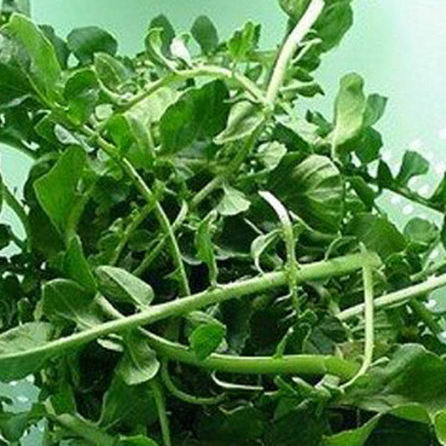 1000+Cress Seeds Upland Cress Seed Garden Cress American Cress Creasy Green USA