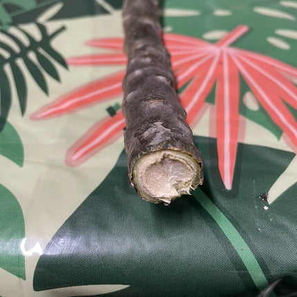 Pink Plumeria Fresh Starter Cutting Single Head 10Inch Unrooted X1